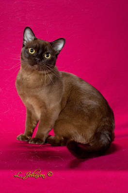 sable burmese cat